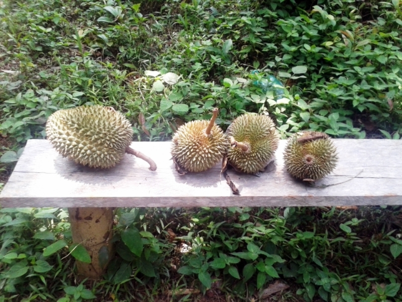 Znalezione duriany - najbardziej śmierdzące owoce świata