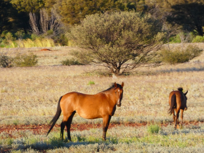 Dzikie konie spotkane w drodze z Gór Macdonella do Kings Canyon, outback