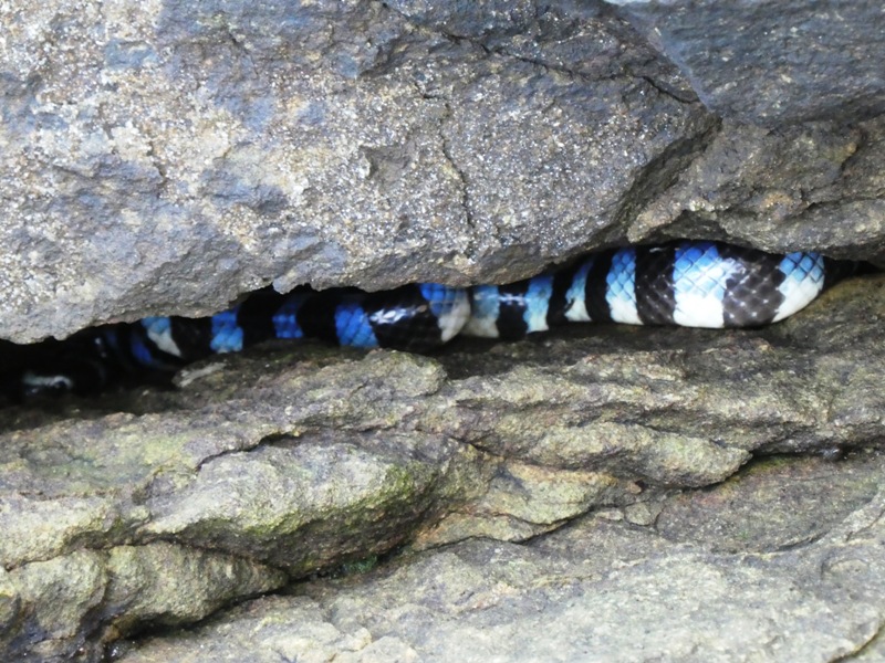 Wąż między skałami