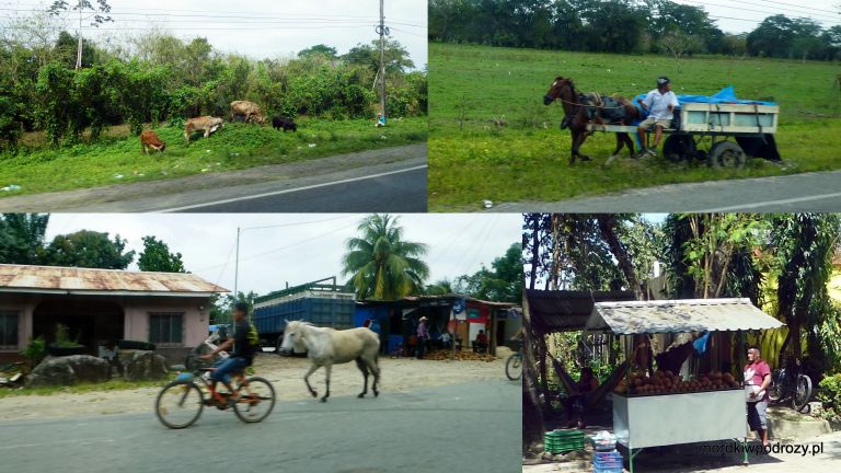 W drodze nierzadko widać osoby, które nadal jako środka transportu używają koni