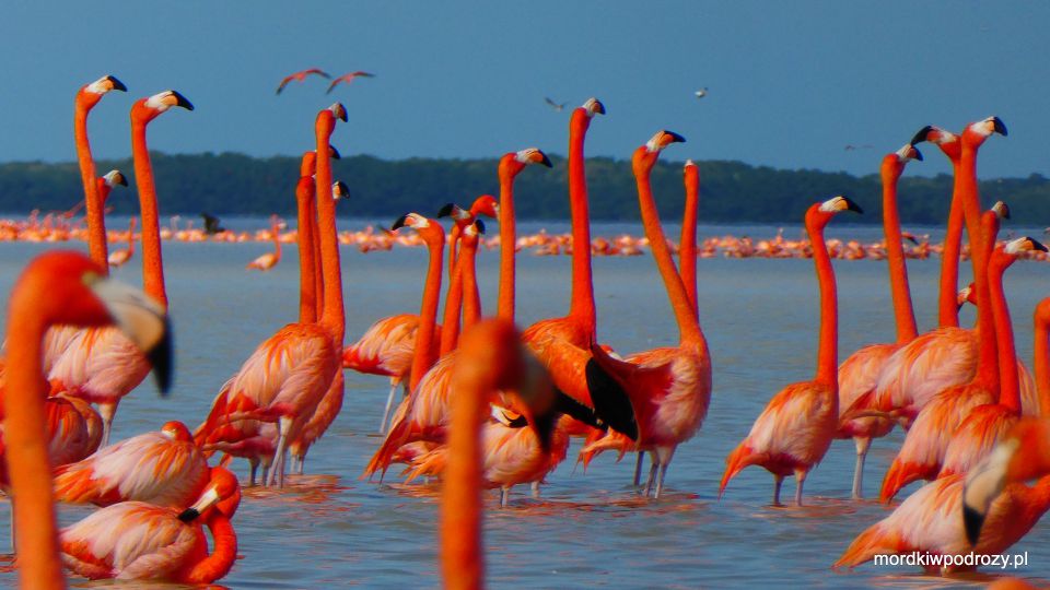 Meksyk, flamingi w Celestun