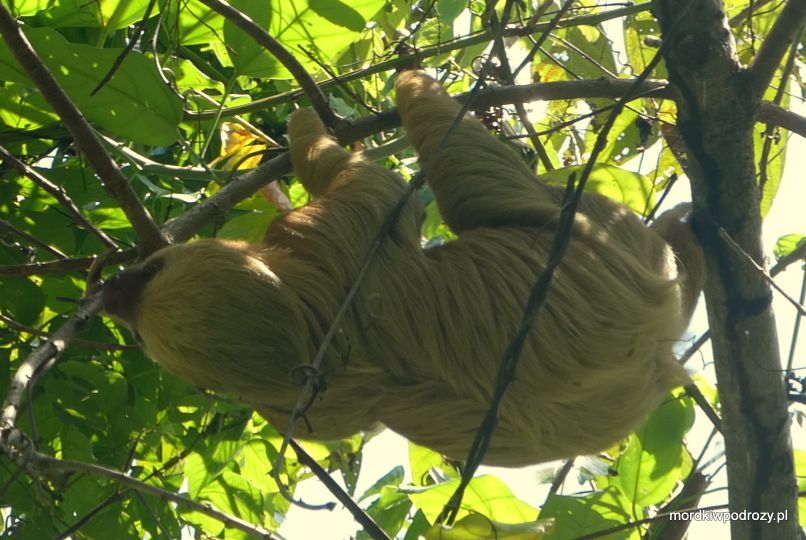 Leniwiec w Parku Manuel Antonio, Kostaryka