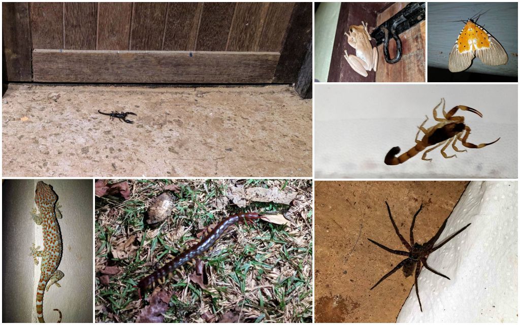A tutaj kilka zdjęć nieproszonych pacjentów, którzy zawitali do lecznicy, w tym skolopendra i skorpiony!
